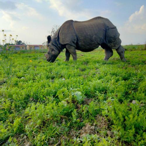 Hotel Tiger Tops Sauraha