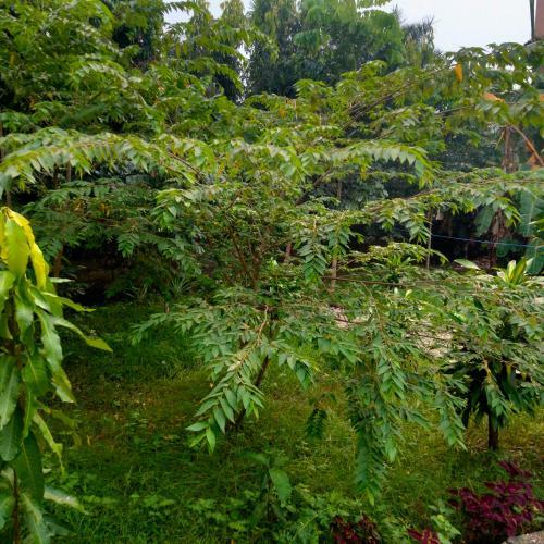 Hotel Tiger Tops Sauraha