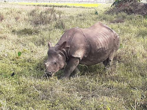 Hotel Tiger Tops Sauraha