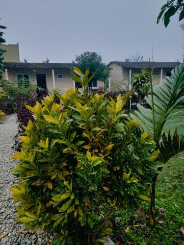 Hotel Tiger Tops Sauraha