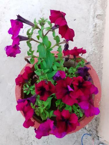 Hotel Tiger Tops Sauraha