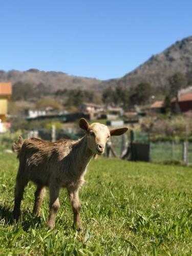 Alojamiento En El Coraz�n de La Sierra Del Gali�eiro
