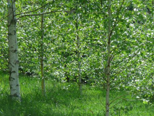 Villa Birches Luxury Spa Chalets