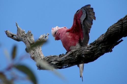 Austiny Bed And Breakfast Victor Harbor