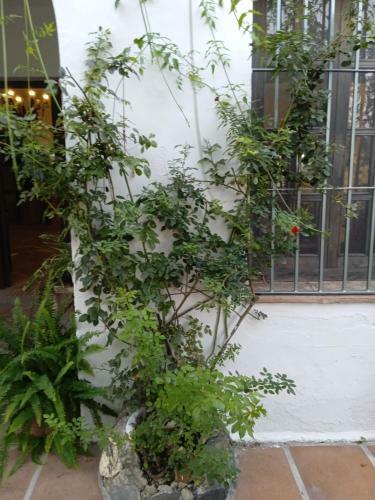 Hostal Rancho El Abuelo