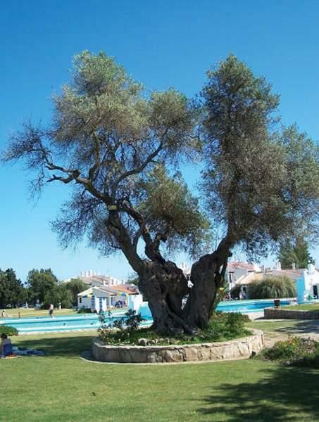 Hotel Pedras D'el Rei