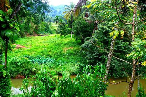 Hostal Rainforest River Bay
