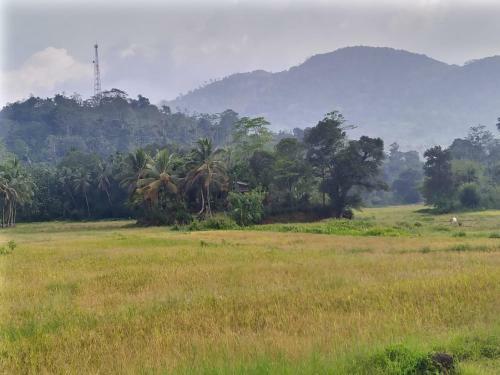 Traveller's Choice Sinharaja
