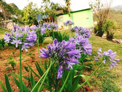 The Fuji Villa (purple Villa)