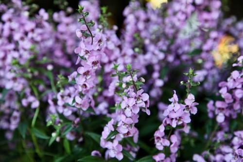 The Fuji Villa (purple Villa)