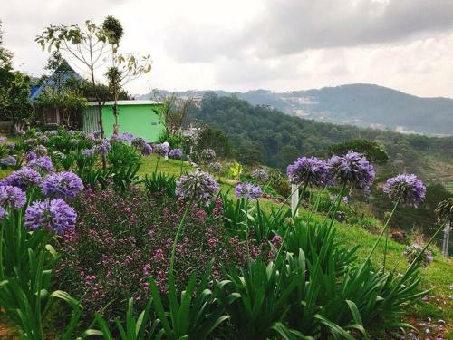 The Fuji Villa (yellow Villa)