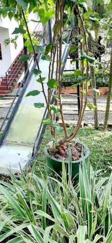 Hotel Cinnamon Garden - Hiriketiya