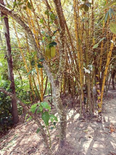 Hostal Eco Garden Hiriketiya