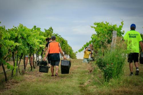 Lodge Hanging Tree Wines