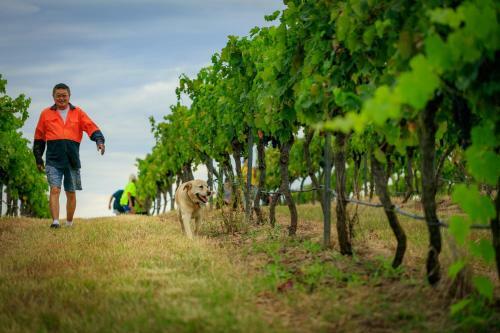 Lodge Hanging Tree Wines