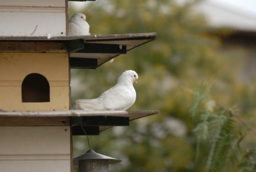 Bed & Breakfast The Dove Cote