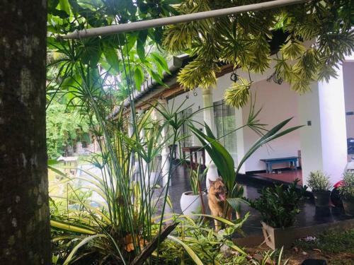 Susha Holiday Home - (susha Villa)