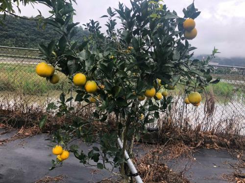 Lodge Tien Chon Xiao Lin Homestay