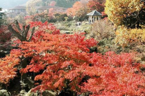 Forest Villa Hakone