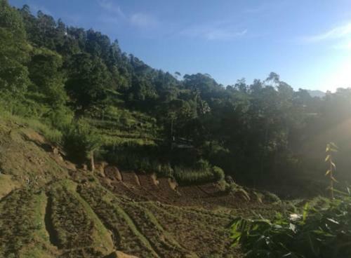 New Farmers Paradise