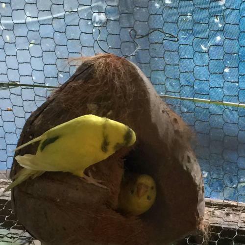 Ella Nature Nest