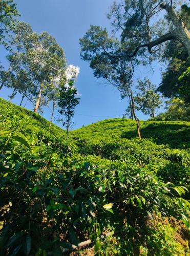 Hotel Pepper Garden Resort