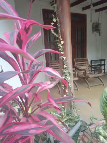 Supipi Homestay