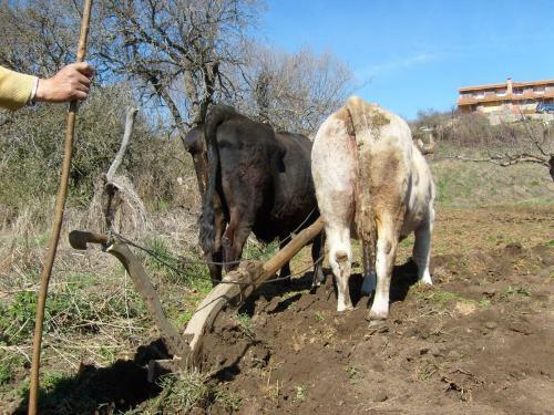 Agroturismo El Rondillo De Gredos