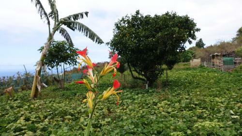 Finca Brujita Del Drago - Authentic And Peaceful