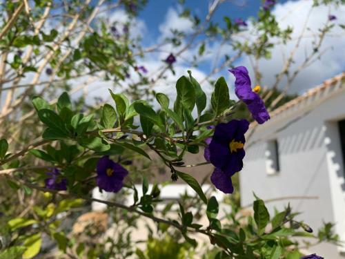 Bed & Breakfast Finca Bona Nit