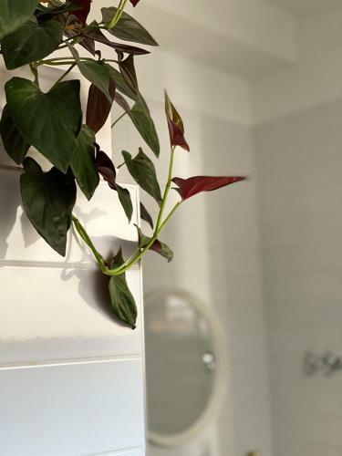 Apartamento Midyan House