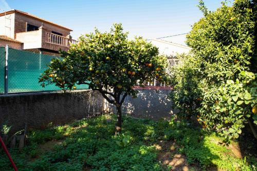 The Orange Lemon Tree House