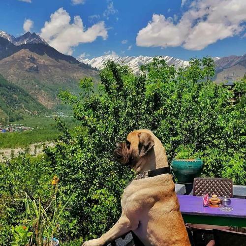 Bed & Breakfast Cafe Babushka