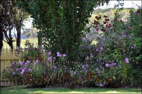 Butterfly Farm Bed And Breakfast Nirranda