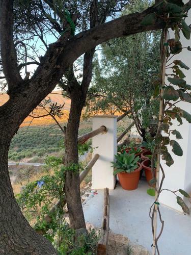 Cortijo Samadhi