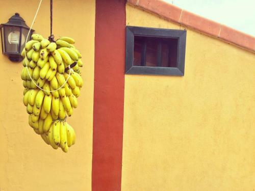 Finca La Plantaci�n _agroturismo