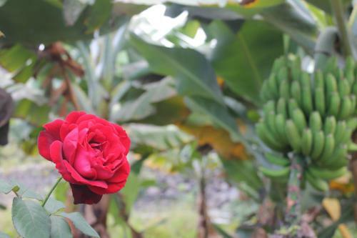 Finca La Plantaci�n _agroturismo