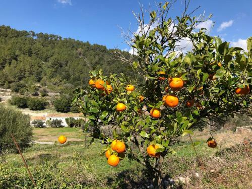 Agroturismo Finca Can Sec