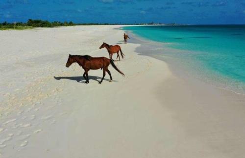 Impeccable 1-bed Cottage In Barbuda