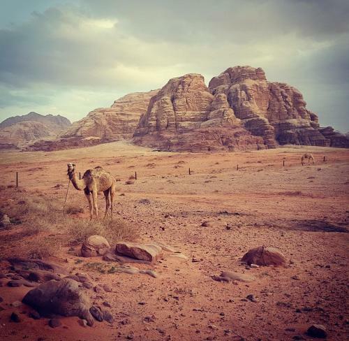 Jordan Tracks Bedouin Camp