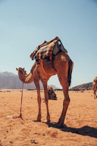 Bedouin Host Camp& With Tour