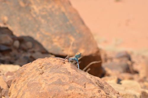 Wadi Rum Camp& Jeep Tour