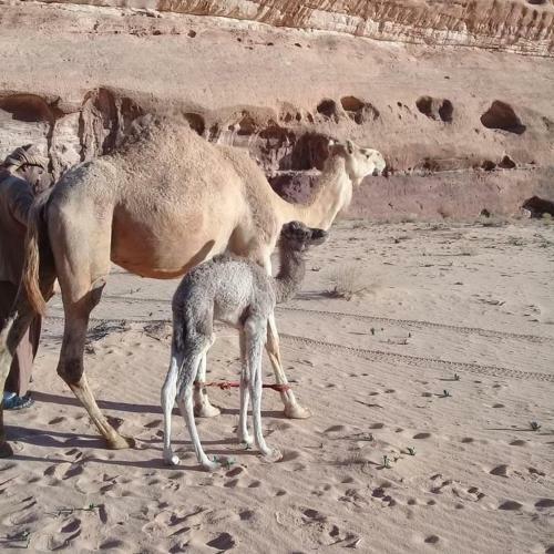 Wadi Rum Desert Adventures