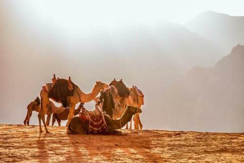 Wadi Rum Ecco