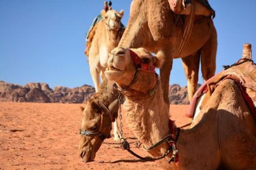 Wadi Rum Ecco
