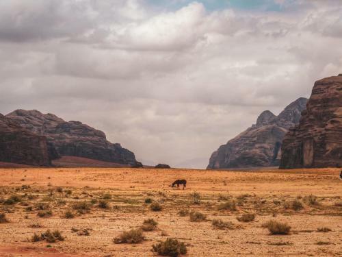 Wadi Rum Dew