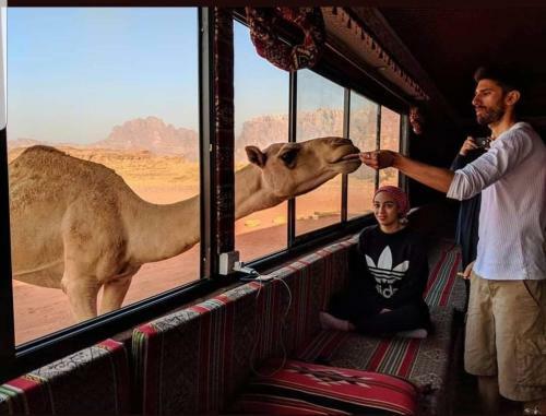 Desert Bedouin Camp