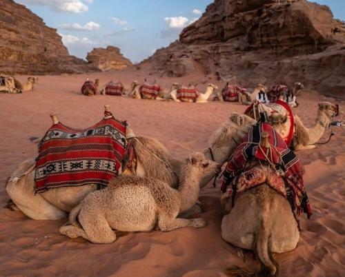 Bed & Breakfast Wadi Rum Desert Lovers Camp