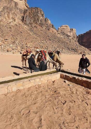 Desert Stars Camp Wadi Rum