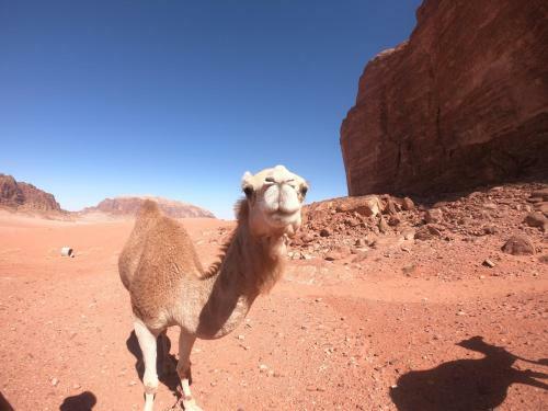 Art Camp Wadi Rum
